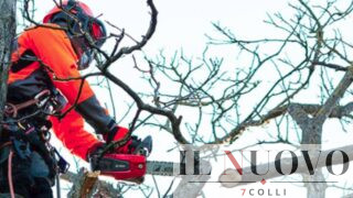 Roma, alberi tagliati al Gianicolo: l’attrice Mita Medici contro il Campidoglio: “Alberi ancora verdi, strage inspiegabile”