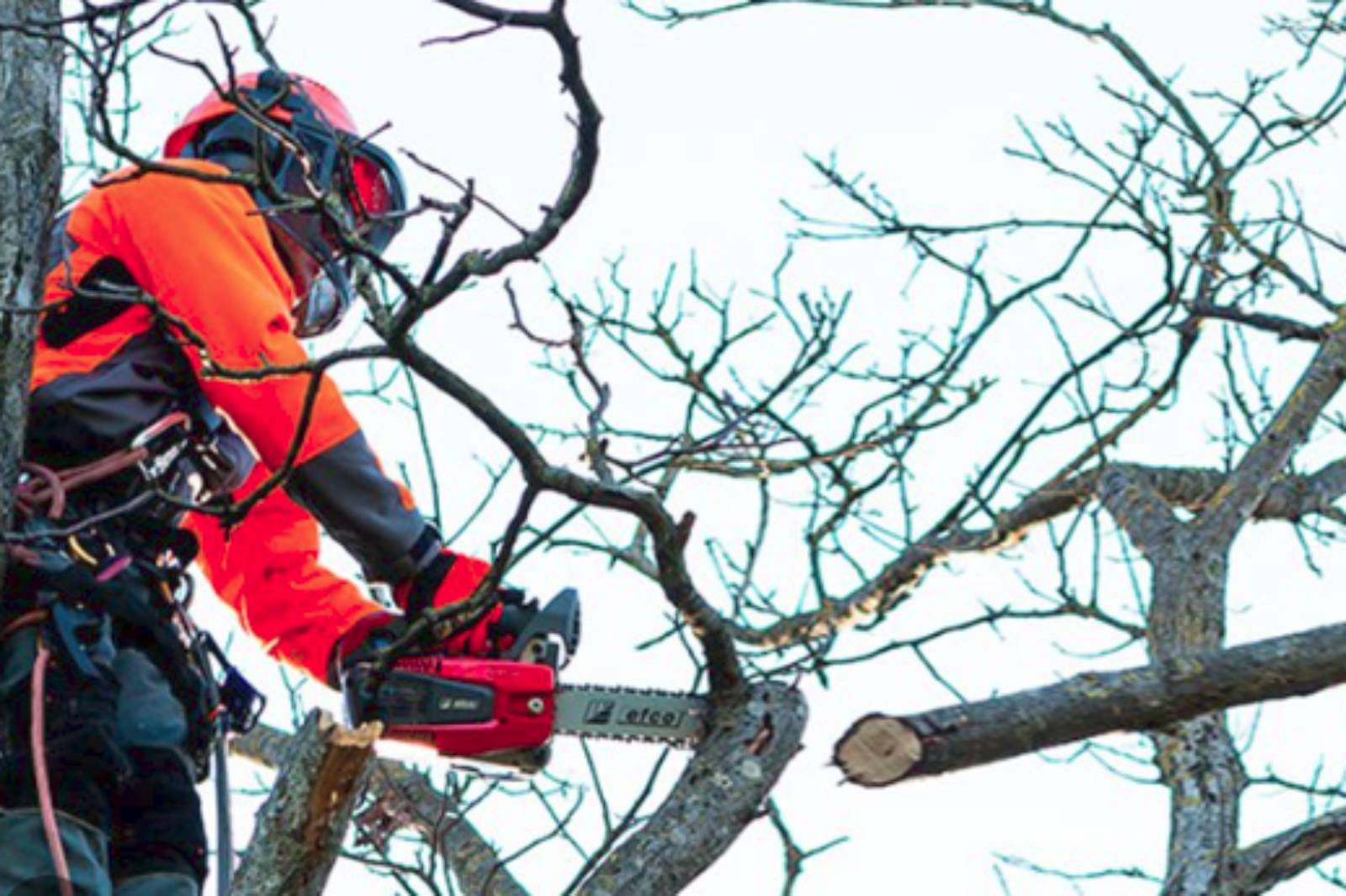 Roma, un operatore taglia un albero