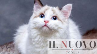 SuperCat Show a Roma: sfilate, razze rare e adozioni responsabili