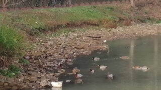 Roma, Villa Pamphili senz’acqua, il laghetto muore tra fango e silenzi: “Rischio disastro ambientale”