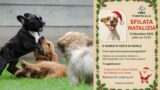 Sfilata natalizia per cani a Roma: al D-Ranch il Natale profuma di affetto e solidarietà