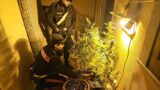 Coltivava marijuana in casa con la famiglia: l’odore tradisce una serra domestica a Sacrofano