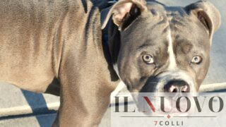 Roma, pitbull aggredisce il padrone: la moglie uccide il cane a coltellate per salvarlo