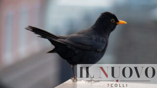 Giorni della Merla a Roma: che tempo farà davvero (tra piogge, temperature e leggende)