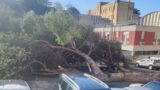Roma, pino gigante crolla e schiaccia 9 auto in via Monte Ruggero (FOTO): la Capitale affonda con il maltempo