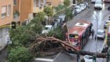 Tragedia sfiorata a Roma, pino travolge un bus Atac: “Il lunotto è esploso in frantumi”
