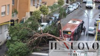 Tragedia sfiorata a Roma, pino travolge un bus Atac: “Il lunotto è esploso in frantumi”