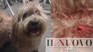 Ladispoli, cagnolino aggredito alla stazione. Fabio Picchioni: ‘È la terza volta, la prossima finisce male’