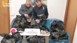 Terracina, oltre 20 kg di bulbi di oppio nascosti in casa: arrestato un uomo (VIDEO)