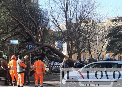 albero caduto largo Veratti