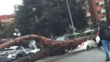 Maltempo a Roma, crolla un altro albero: colpite 3 auto, tragedia sfiorata all’Eur