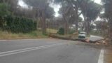 Ostia, cade un grosso ramo in via di Castel Fusano: strada chiusa