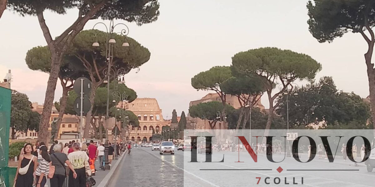 Roma, i pini dei Fori nel 2025