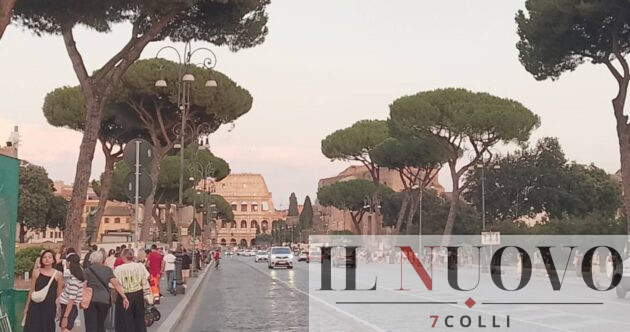 Roma, i pini dei Fori nel 2025