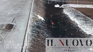 Roma, la volpe ‘fantasma’ del Colosseo esiste davvero: dopo sei anni spunta fuori la prova: ecco il (VIDEO)