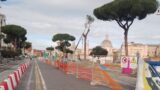 Alberi a Roma. Via dei Fori Imperiali, 12 pini a rischio caduta: saranno abbattuti