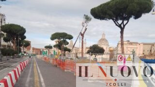 Alberi a Roma. Via dei Fori Imperiali, 12 pini a rischio caduta: saranno abbattuti