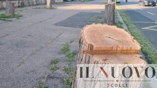 Alberi abbattuti a Roma, FdI attacca il Campidoglio: “Qui il sistema conviene a chi taglia”