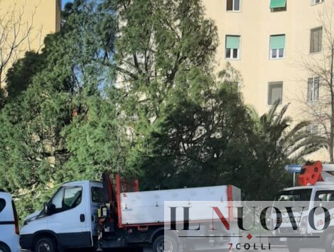 albero caduto largo Veratti