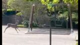 Roma, capriolo resta intrappolato nel parco giochi tra altalene e scivoli: salvato (VIDEO)