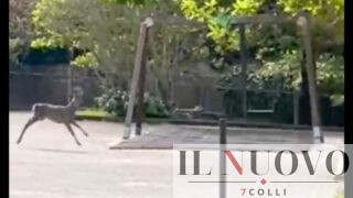 Roma, capriolo resta intrappolato nel parco giochi tra altalene e scivoli: salvato (VIDEO)