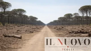 Roma, viale Castel Porziano da ex ‘Galleria verde’ a viale spoglio senz’alberi, l’opposizione in Campidoglio: “Inaccettabile”