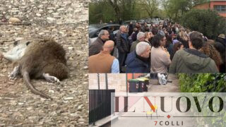 Roma, allarme ratti davanti alla scuola di Talenti: genitori costretti a prendere i figli in strada