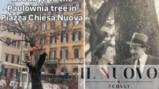 Roma, abbattuti gli alberi centenari di Trilussa sul cantiere della Metro C, i cittadini: “Intervenga il ministro Giuli”