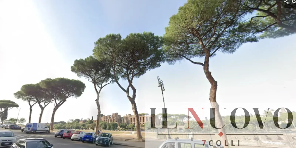 Roma, i pini in zona Circo Massimo e sullo sfondo l'Aventino, foto Google Maps