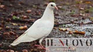 A Roma il corteo per la pace delle madri israeliane e palestinesi: dall’Ara Pacis al Pincio il 24 marzo