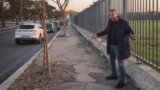 Roma, nuovi alberi sì, ma stop ai marciapiedi ‘bombardati’: il consigliere Giannini accusa il “metodo Alfonsi”