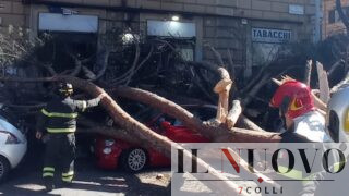 Roma, crolla albero in via Tiburtina: colpite 5 auto, 2 feriti (FOTO)