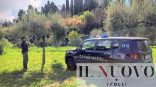 Espianto abusivo di 80 ulivi alle porte di Roma: maxi sanzione da 240mila euro ai Castelli Romani