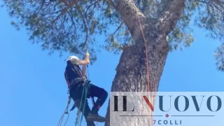 Roma, pini abbattuti in centro: il Tribunale non blocca i tagli urgenti, decisione rinviata al 15 aprile