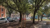 Roma, viale Mazzini appena rifatta e già ‘smontata’ per la metro C: il caso degli alberi piccoli piantati sotto i grandi