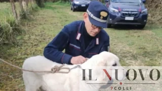 Cane ucciso a bastonate a Palestrina, denunciato un uomo: cosa è successo in via Loreto