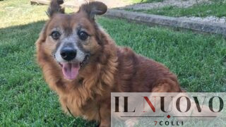 Roma, veglia il padrone morto per 7 giorni: Lillo cerca una nuova famiglia