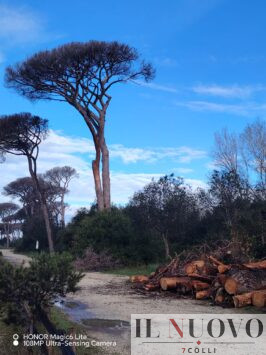 pineta castel fusano