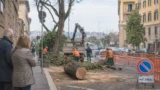 Alberi abbattuti anche a Prati e Testaccio: Roma continua a tagliare, ma non spiega