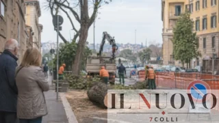 Alberi abbattuti anche a Prati e Testaccio: Roma continua a tagliare, ma non spiega