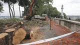 Roma, alberi abbattuti anche al Gianicolo, il Comune tira dritto: proteste ignorate e Trasparenza sui tagli pubblici assente
