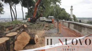 Roma, alberi abbattuti anche al Gianicolo, il Comune tira dritto: proteste ignorate e Trasparenza sui tagli pubblici assente