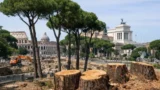 Pini dei Fori Imperiali, il ricorso dell’associazione CURAA arriva in Tribunale: “Sospendete gli abbattimenti”