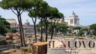Pini dei Fori Imperiali, il ricorso dell’associazione CURAA arriva in Tribunale: “Sospendete gli abbattimenti”