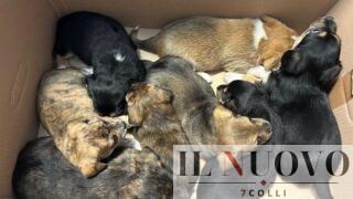 Roma, chiude 8 cuccioli in una busta e li trasporta sul bus: salvati in extremis da una passeggera e dalla polizia (FOTO)