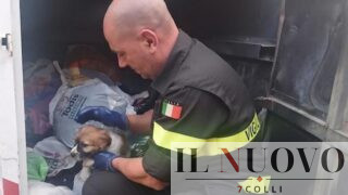 Civitavecchia, gettano un cucciolo nel cassonetto degli abiti usati: salvato grazie all’udito di una donna
