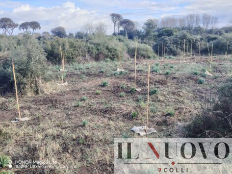 pineta castel fusano