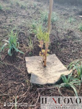 pineta castel fusano