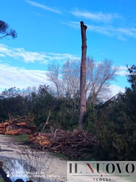 pineta castel fusano