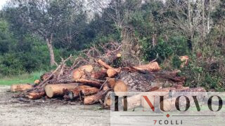 Ostia, riforestazione Castel Fusano e Acque Rosse, allarme in Commissione: “Piante morte e terreni non bonificati, così si distrugge l’ecosistema”